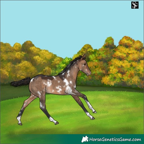 Horse Color:White Spotted Bay Dun Tobiano Appaloosa