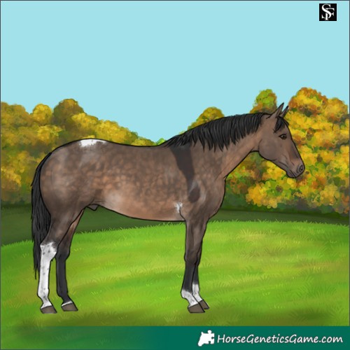 Horse Color:Brown Dun Tobiano 