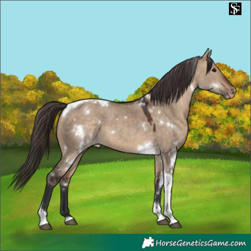 Horse Color:White Spotted Bay Dun Tobiano Varnish