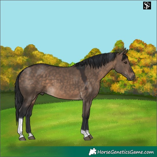 Horse Color:Brown Dun Tobiano