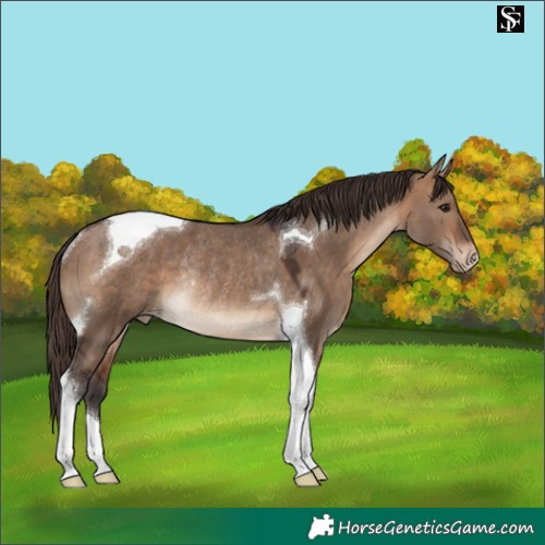 Horse Color:Bay Dun Tobiano Varnish Rabicano