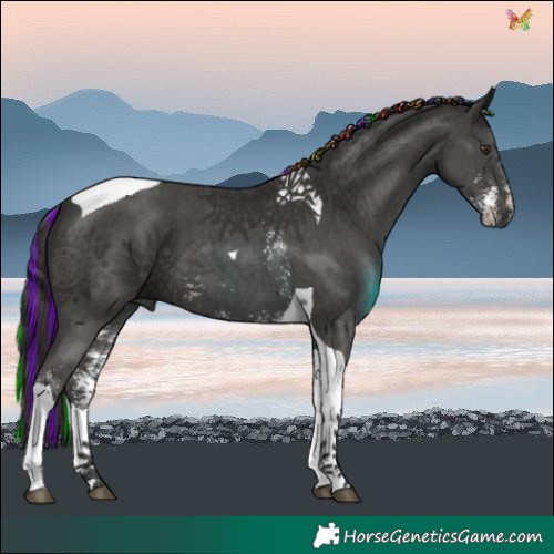Horse Color:Painted Liver Chestnut Sabino Tobiano