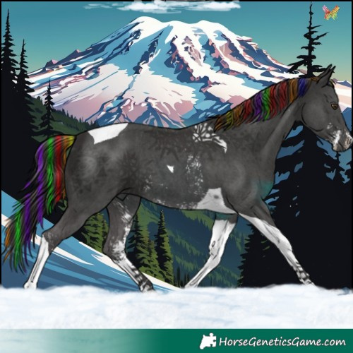 Horse Color:Painted Liver Chestnut Sabino Tobiano