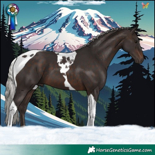 Horse Color:Silver Brown Tobiano 
