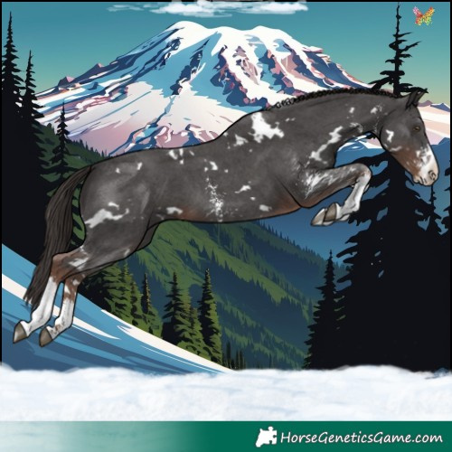 Horse Color:White Spotted Liver Chestnut Sabino