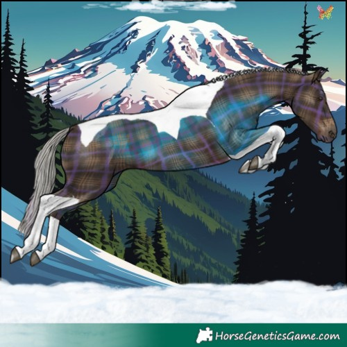 Horse Color:Plaid  Silver Brown Tobiano 
