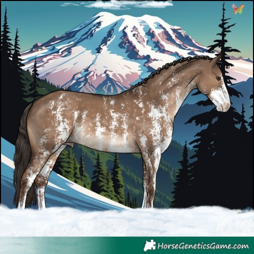 Horse Color:Liver Red Dun Sabino 