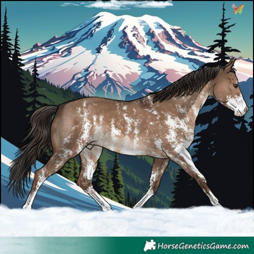 Horse Color:Liver Red Dun Sabino 