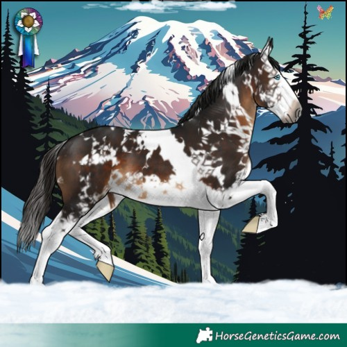 Horse Color:Gray White Spotted Brown Splash Appaloosa
