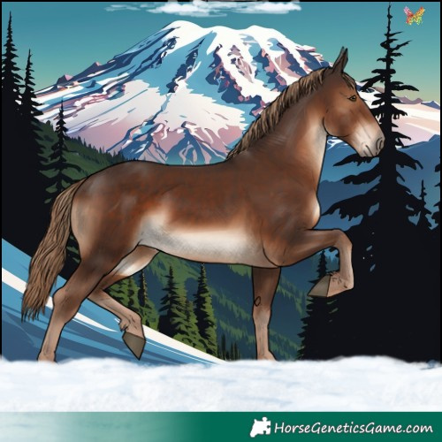 Horse Color:Liver Chestnut 