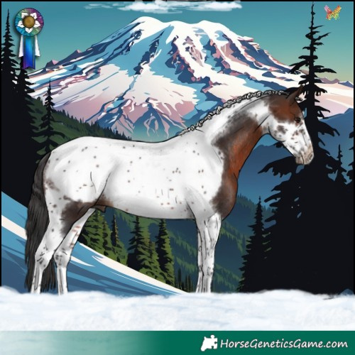 Horse Color:Brown Tobiano Frame Rabicano 