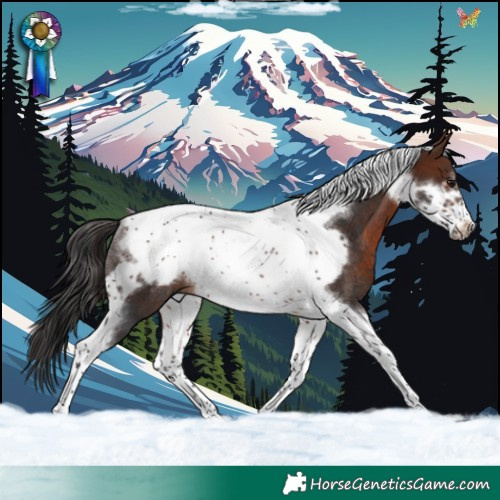 Horse Color:Brown Tobiano Frame Rabicano 