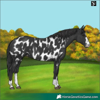 Horse Color:Black Near Leopard 