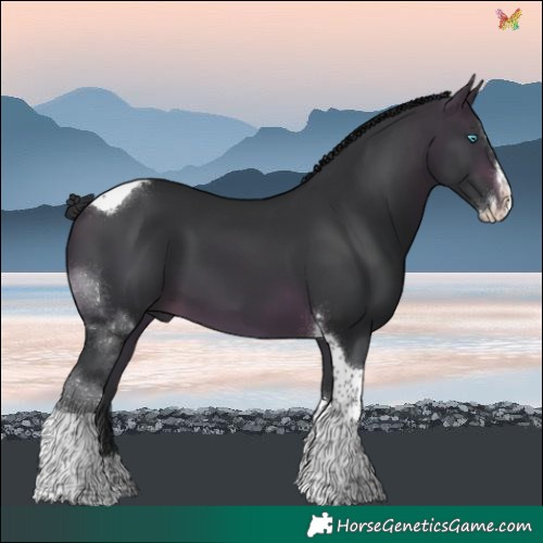 Horse Color:Brown Sabino Splash Tobiano 