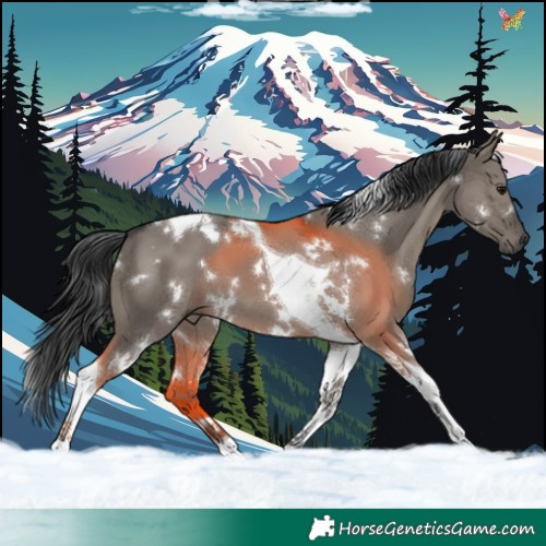 Horse Color:White Spotted Grullo Tobiano