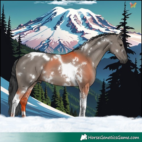 Horse Color:White Spotted Grullo Tobiano