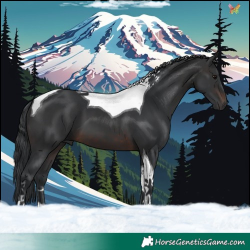 Horse Color:Brown Tobiano 