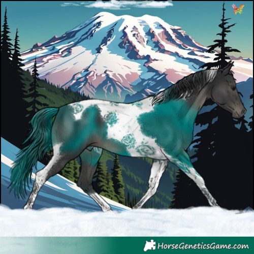 Horse Color:Black Tobiano 