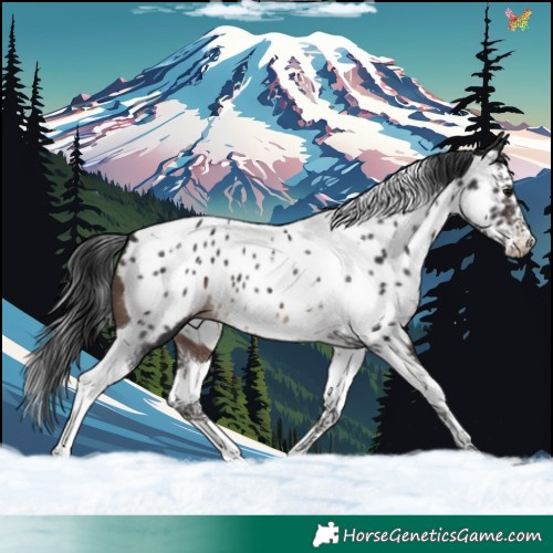 Horse Color:Brown Splash Tobiano Appaloosa 