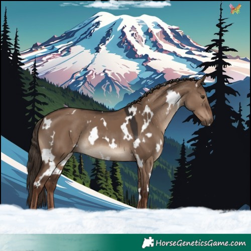Horse Color:White Spotted Liver Red Dun Rabicano
