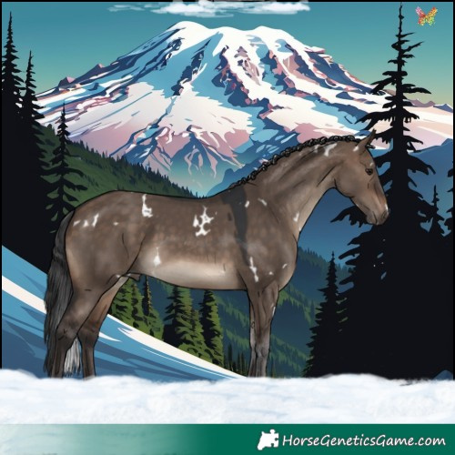 Horse Color:White Spotted Brown Dun Sabino Rabicano