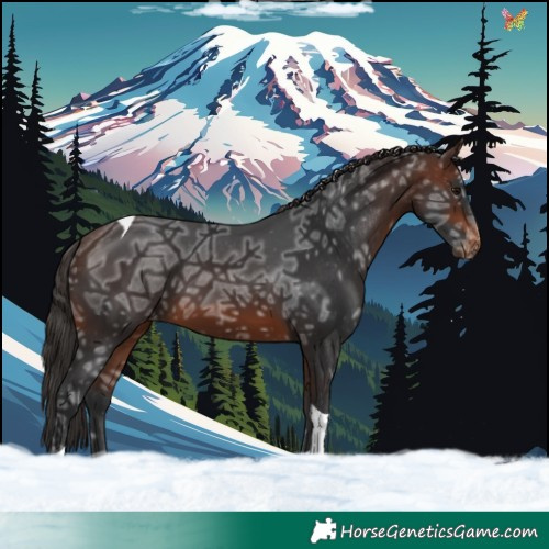 Horse Color:Brown Ice Tobiano Appaloosa