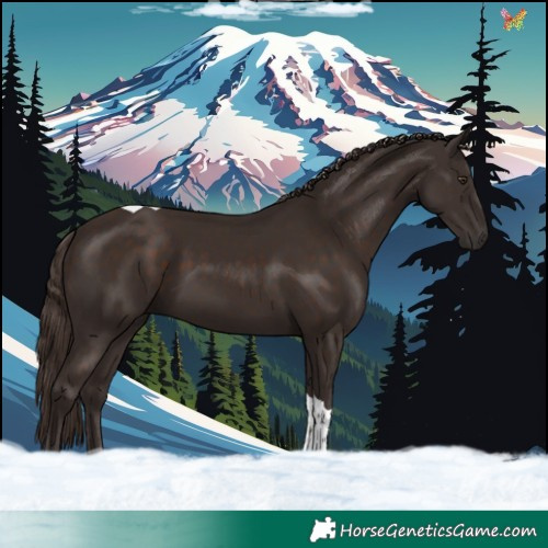Horse Color:Liver Chestnut Tobiano 