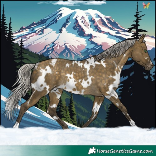 Horse Color:White Spotted Silver Buckskin Dun Appaloosa Rabicano