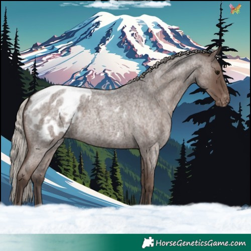 Horse Color:Silver Blue Roan Appaloosa Rabicano 