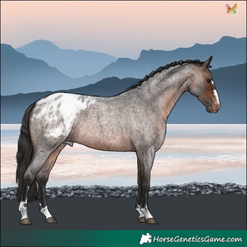 Horse Color:Brown Roan Varnish Rabicano