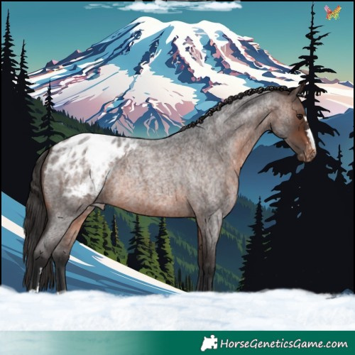 Horse Color:Brown Roan Appaloosa Rabicano