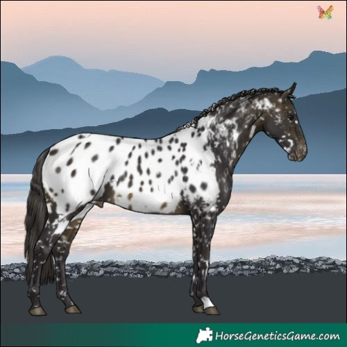 Horse Color:White Spotted Buckskin Blanket 