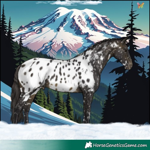 Horse Color:White Spotted Buckskin Appaloosa 