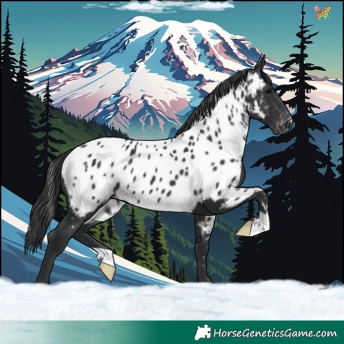 Horse Color:Black Appaloosa