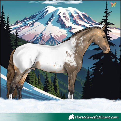 Horse Color:Buckskin Dun Appaloosa