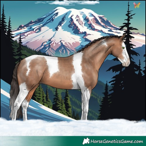 Horse Color:Sable Champagne Splash Tobiano 