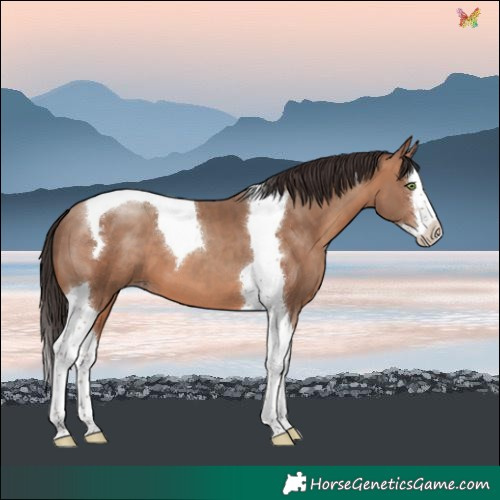 Horse Color:Sable Champagne Splash Tobiano