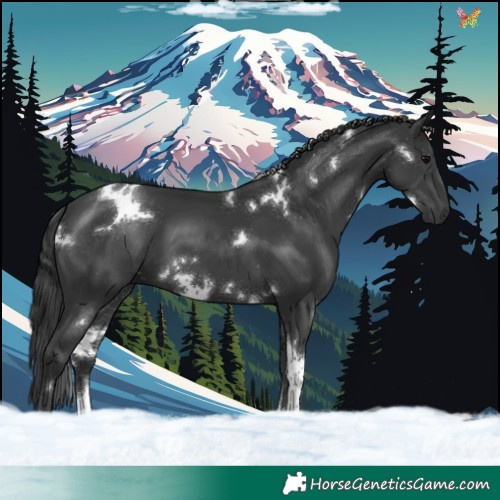 Horse Color:White Spotted Black Tobiano 