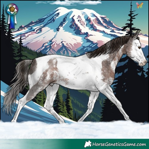 Horse Color:Liver Chestnut Sabino Splash Tobiano