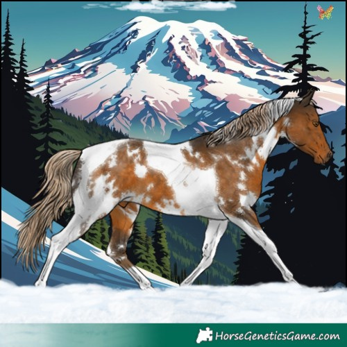 Horse Color:White Spotted Chocolate Palomino Tobiano