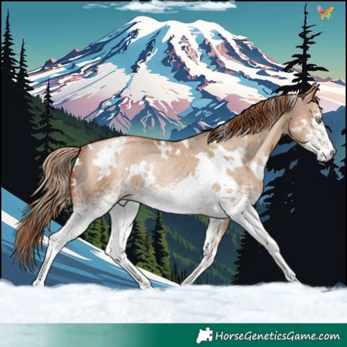 Horse Color:White Spotted Brown Pearl Dun Appaloosa 