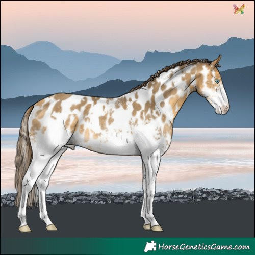 Horse Color:White Spotted Amber Cream Champagne Near Leopard Rabicano