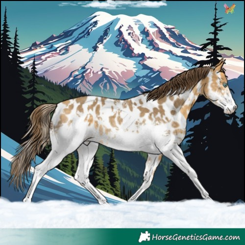 Horse Color:White Spotted Amber Cream Champagne Appaloosa Rabicano 