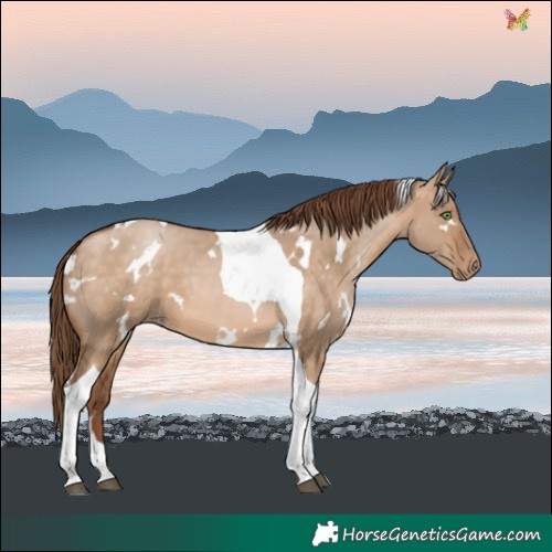 Horse Color:White Spotted Brown Pearl Dun Tobiano