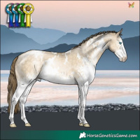 Horse Color:White Spotted Buckskin Pearl Dun