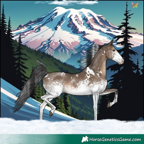 Horse Color:White Spotted Brown Dun Rabicano 