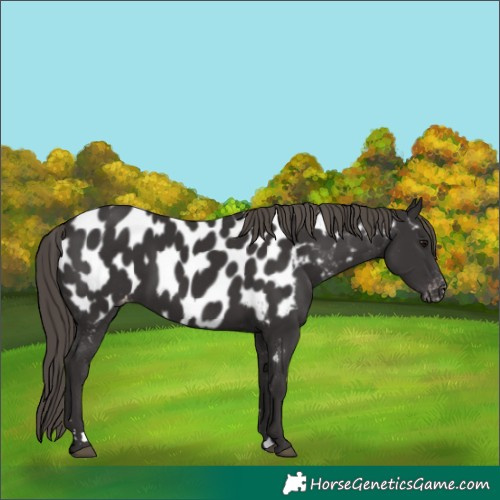 Horse Color:Smoky Black Appaloosa