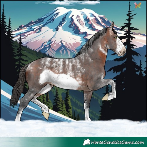 Horse Color:Powder White Brown Sabino Frame 