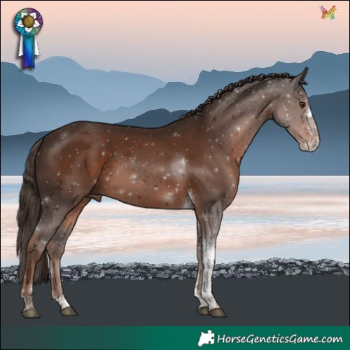 Horse Color:Liver Chestnut Splash Tobiano