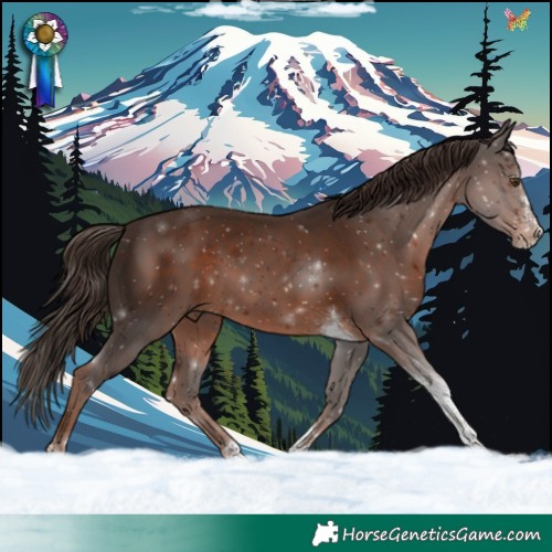 Horse Color:Liver Chestnut Splash Tobiano